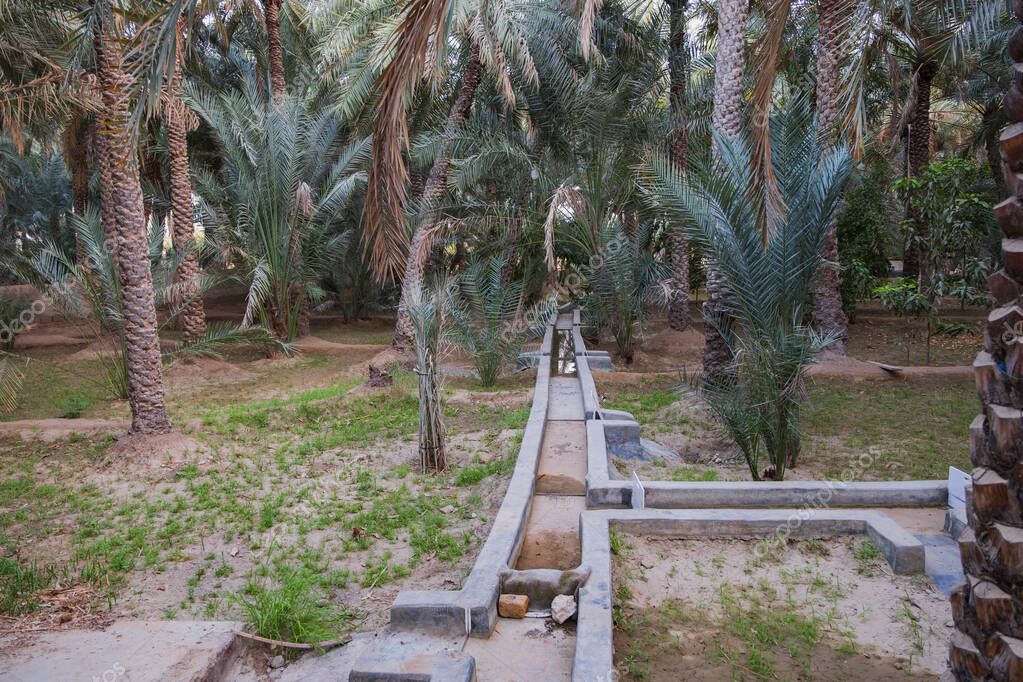 Route traversant une oasis bordée de palmiers
